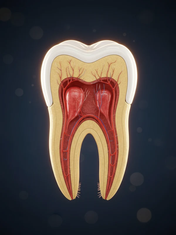Tratamente de canal NEO Dental Baia Mare